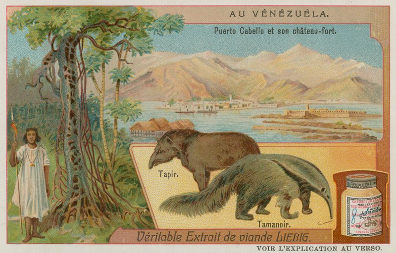 Puerto Cabello og dets Fort med en Tapir og en myresluger af European School