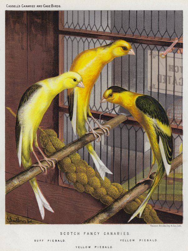 Scotch Fancy Canaries, Buff Piebald, Yellow Piebald (farvelitografi) af European School