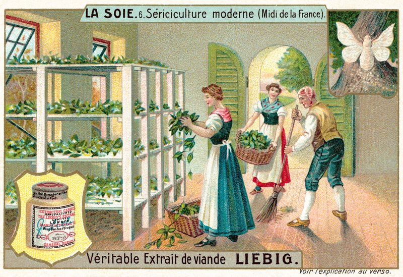 Silkeproduktion i Sydfrankrig (chromolitho) af European School