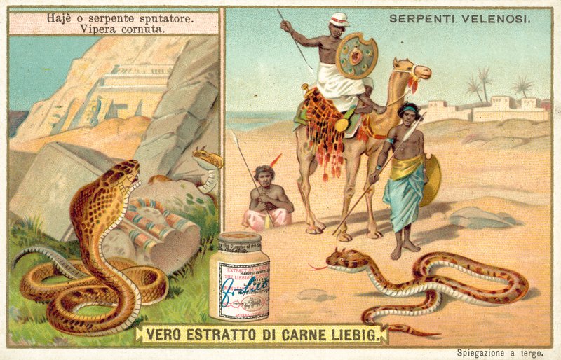 Spyttekobra og hornhugorm (chromolitho) af European School