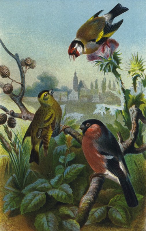 Guldfink, siskin og bullfinch af European School
