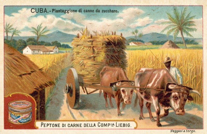 Sukkerrørsplantage, Cuba (chromolitho) af European School