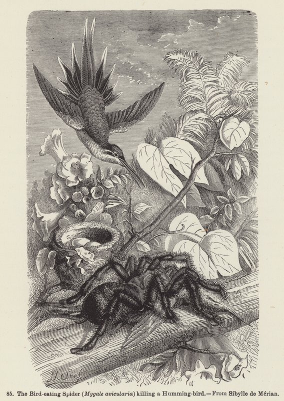 Den fugleædende edderkop (Mygale avicularia) dræber en kolibri (gravering) af European School