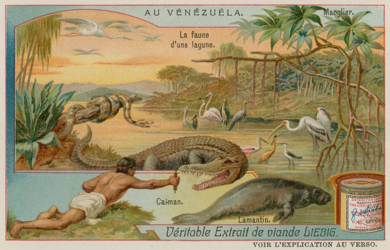 The Creatures of the Lagoon med en alligator og en manatee og et mangrovetræ af European School