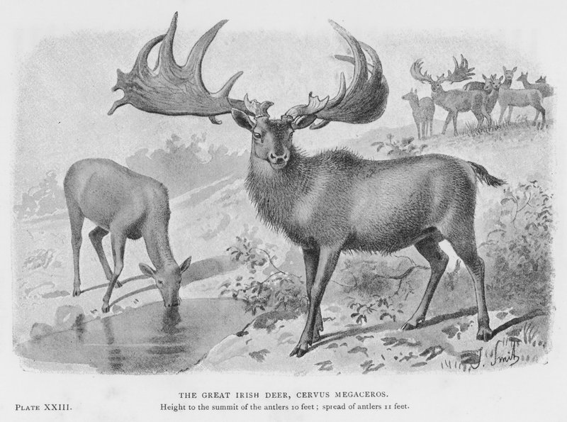 Den store irske hjort, Cervus Megaceros (litho) af European School