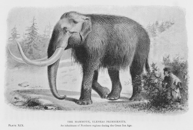 Mammuten, primitiv elefant (litho) af European School