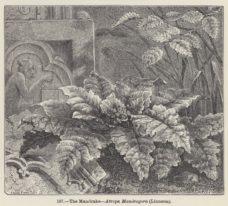 The Mandrake, Atropa Mandragora, Linnaeus (gravering) af European School