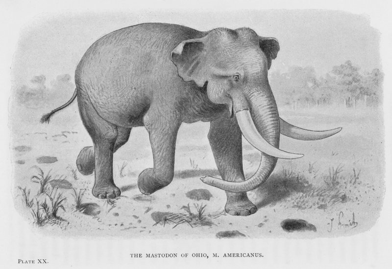 Mastodonten i Ohio, M Americanus (litho) af European School