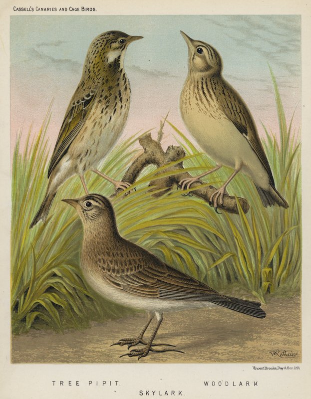 Træpiber, skovlærke, lærke (farve litho) af European School