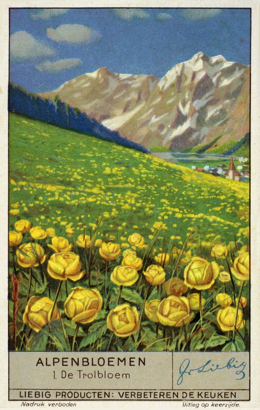 Trollius (kugleblomst) (chromolitho) af European School