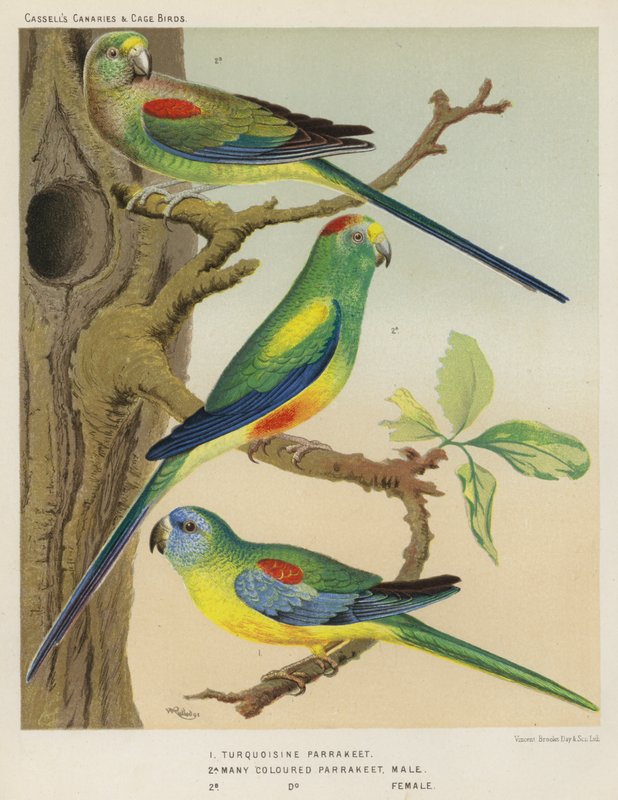 Turkis parakit, mangefarvet parakit, han, hun (farve litho) af European School
