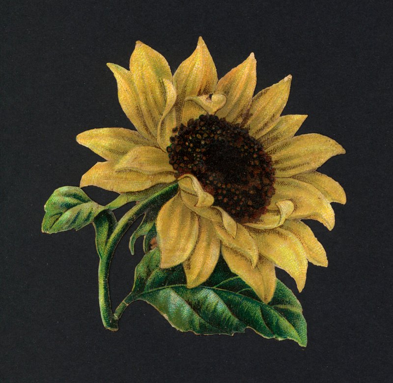 Victoriansk rester: Solsikke (chromolitho) af European School
