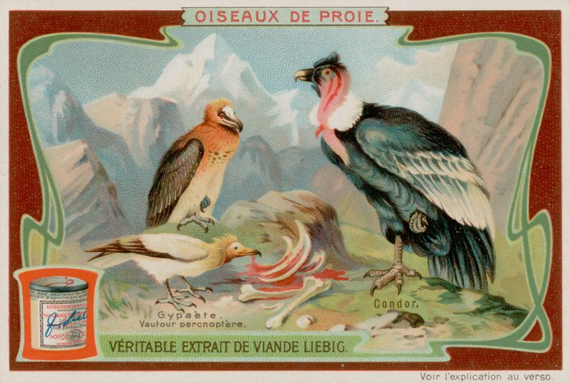 Grib og Condor af European School