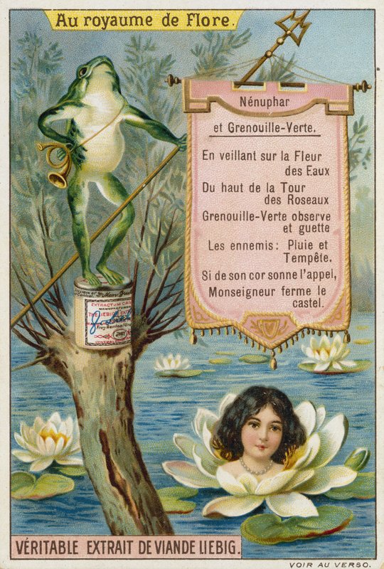 Water lily and frog  af European School