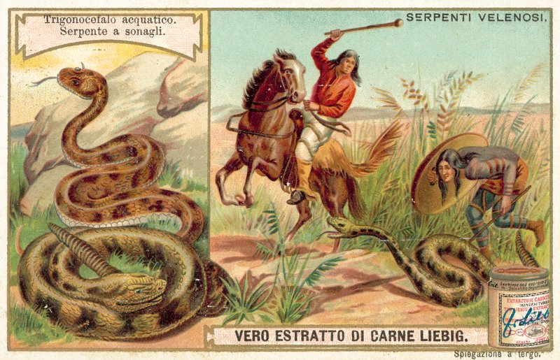 Vandmokkasin og klapperslange (chromolitho) af European School