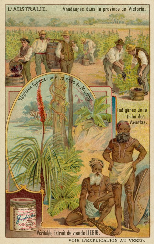 Vinbønder i Victoria, Aranda-aboriginerne og typiske planter langs Murray-flodbredderne af European School