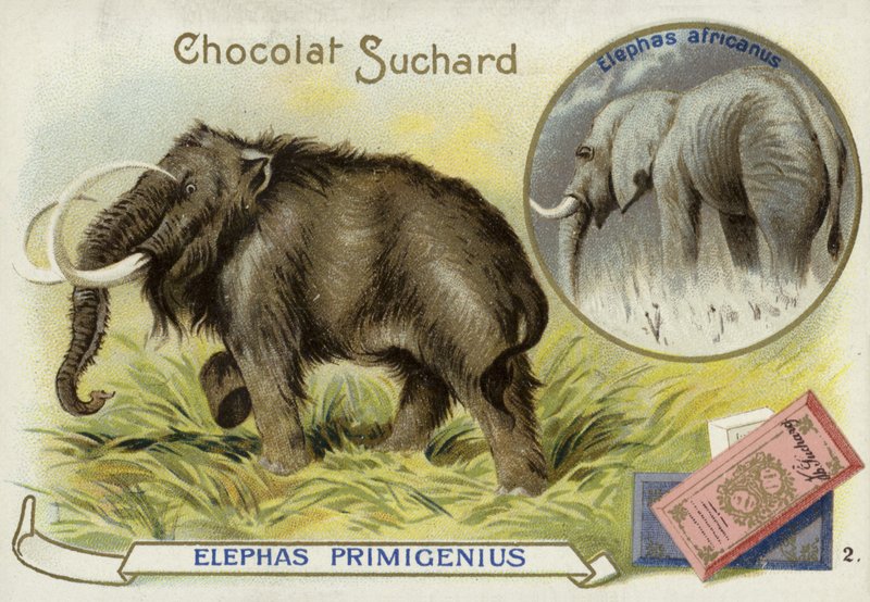 Uld mammut og afrikansk elefant af European School