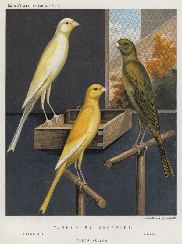 Yorkshire Canaries, Clear Buff, Green, Clear Yellow af European School