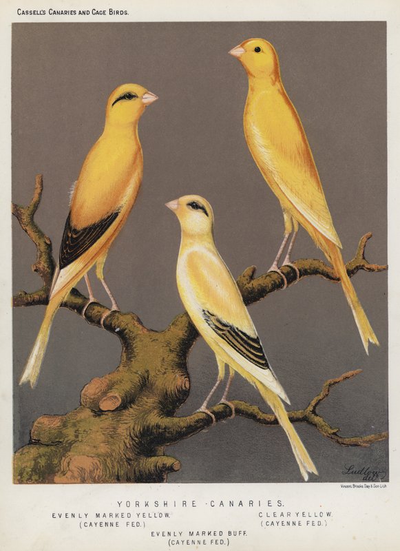 Yorkshire Canaries, jævnt markeret gul, Cayenne Fed, Klar gul, Cayenne Fed, jævnt markeret Buff, Cayenne Fed (farve litho) af European School