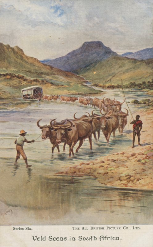 Landmænd, der driver kvæg, Sydafrika (farve litho) af Evelyn Stuart Hardy