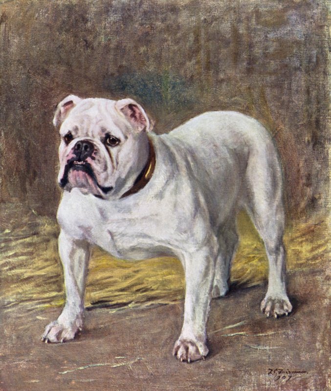 Den berømte Bulldog Ch Silent Duchess af Frances C. Fairman