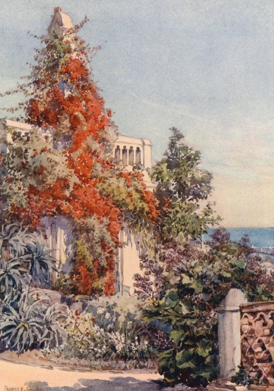 Bougainvillaea, Algier (farvelitografi) af Frances Nesbitt
