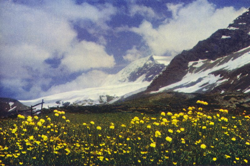 Trollius på Simplon-passet (foto) af Francis Sydney Smythe