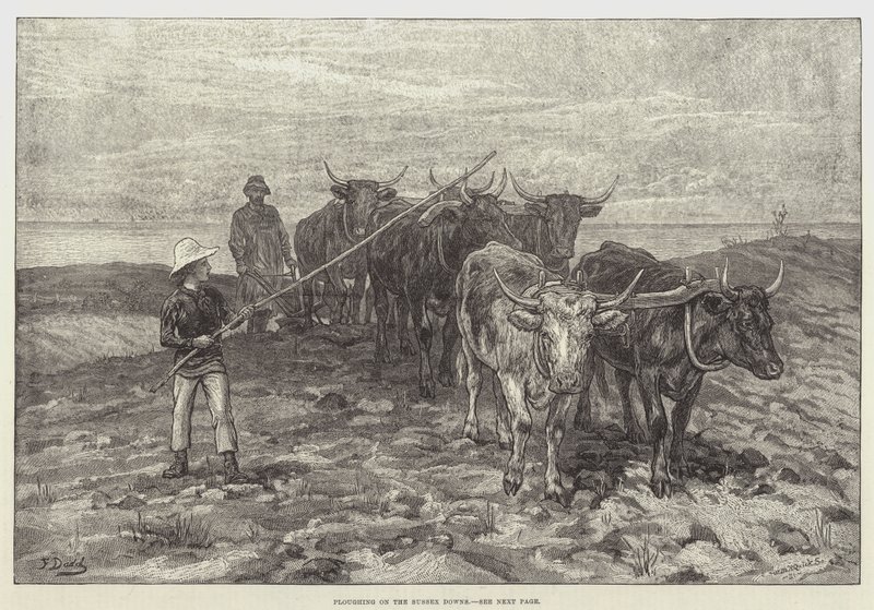 Pløjning på Sussex Downs af Frank Dadd