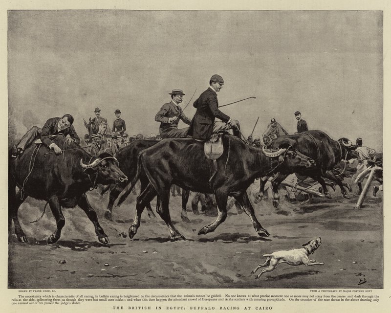 Briterne i Egypten, Buffalo Racing i Cairo af Frank Dadd
