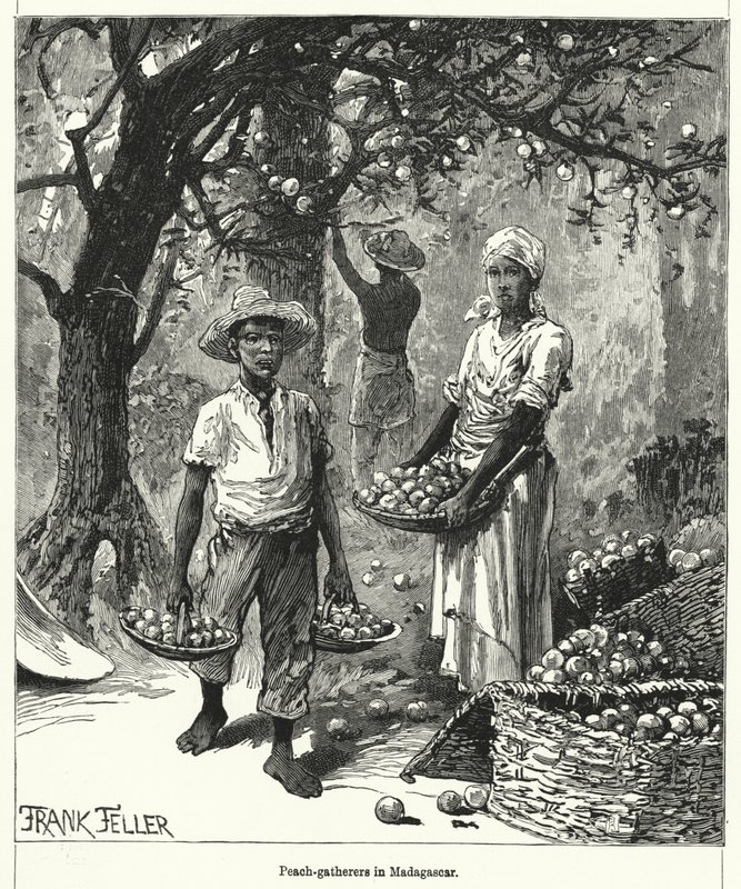 Ferskensamlere på Madagaskar (gravering) af Frank (after) Feller