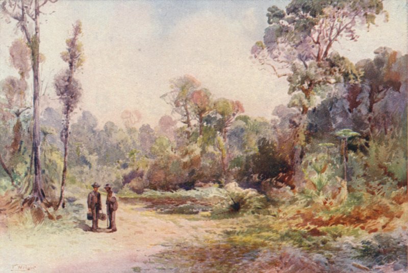 New Zealand: A Bush Road (farvelitografi) af Frank H Wright