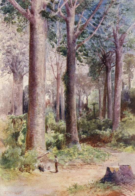 New Zealand: Among the Kauri (farvelitografi) af Frank H Wright