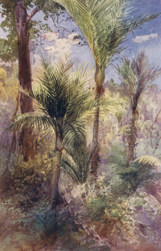 New Zealand: Nikau Palms (farvelitografi) af Frank H Wright