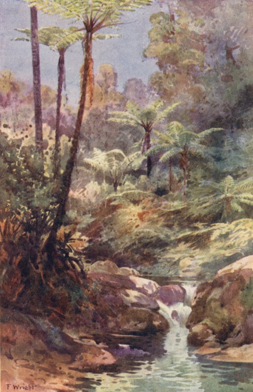 New Zealand: Tree Ferns (farvelitografi) af Frank H Wright
