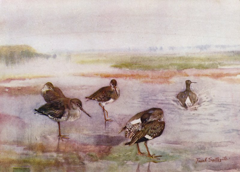 Norfolk Broads: Redshank (farve litho) af Frank Southgate