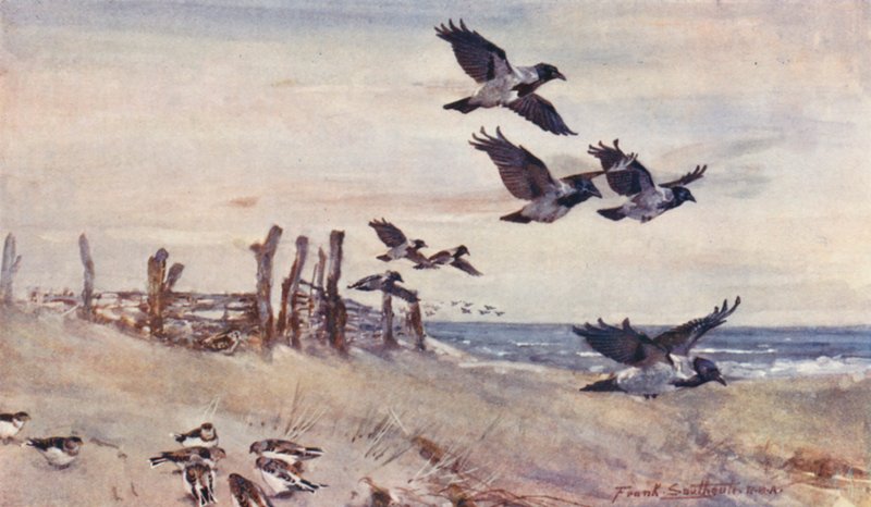 Det vilde liv i East Anglia: Autumn Immigrants, Hooded Crows and Snow Buntings (farvelitografi) af Frank Southgate