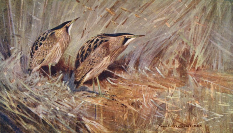 Det vilde liv i East Anglia: Common Bitterns (farvelitografi) af Frank Southgate
