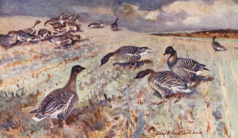 Det vilde liv i East Anglia: Pink-Footed Geese (farvelitografi) af Frank Southgate