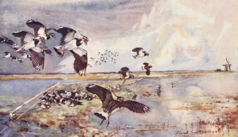 Det vilde liv i East Anglia: Plover-Netting (farvelitografi) af Frank Southgate