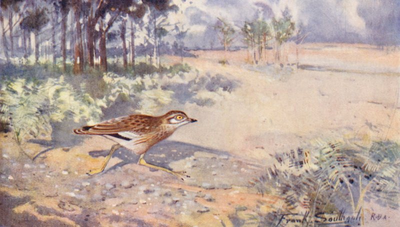Wild Life in East Anglia: Stenvender (farvelitografi) af Frank Southgate