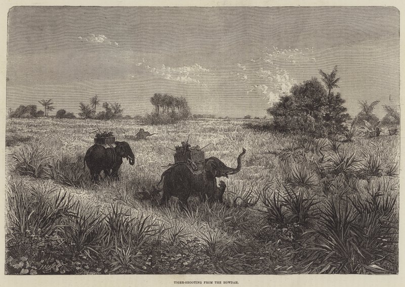 Indien og prinsen af Wales, Tiger-skydning fra Howdah af Frederic Theodore Lix