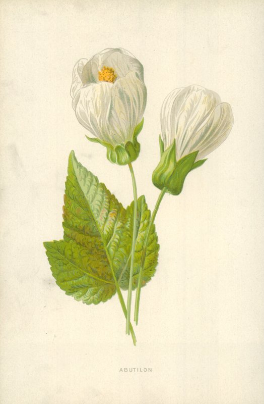 Abutilon af Frederick Edward Hulme