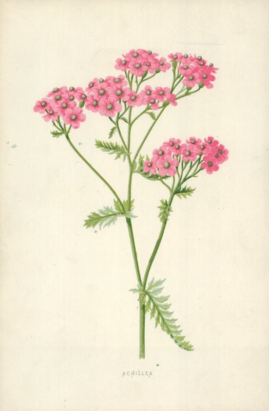 Achillea af Frederick Edward Hulme