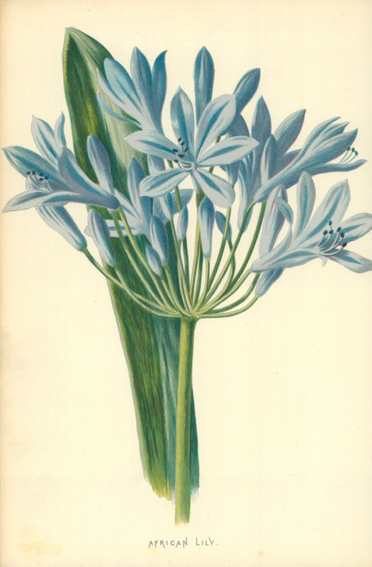 afrikansk lilje af Frederick Edward Hulme