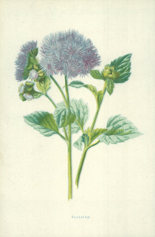 Ageratum af Frederick Edward Hulme