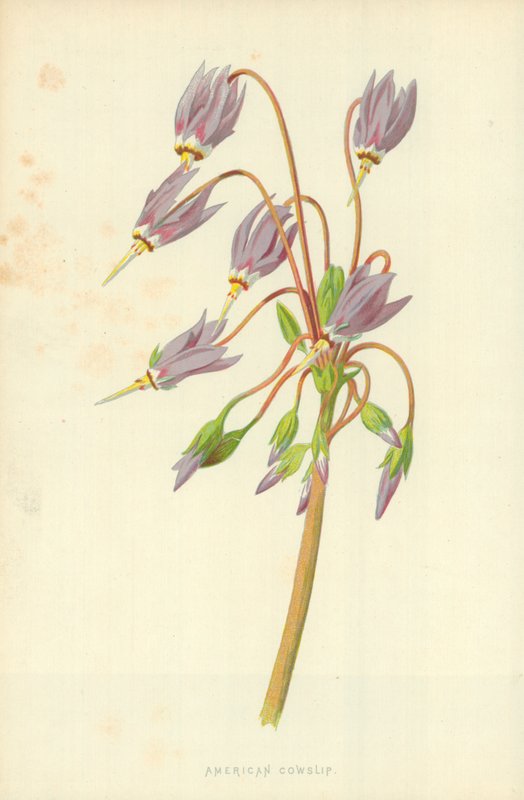 American Cowslip af Frederick Edward Hulme