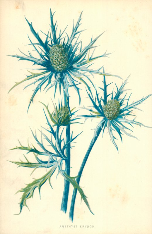 Ametyst Eryngo af Frederick Edward Hulme