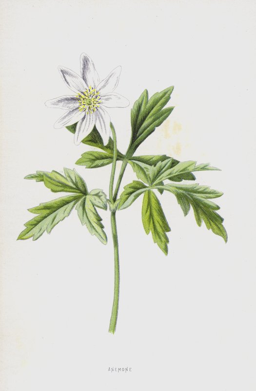 Anemone (chromolitho) af Frederick Edward Hulme