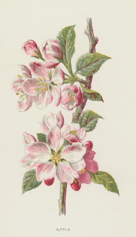 Æble (chromolitho) af Frederick Edward Hulme
