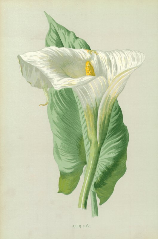 Arum Lily af Frederick Edward Hulme